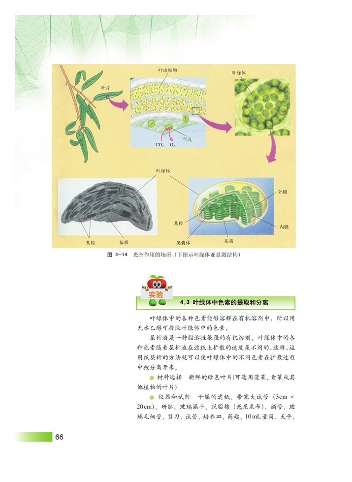 光合作用(4)