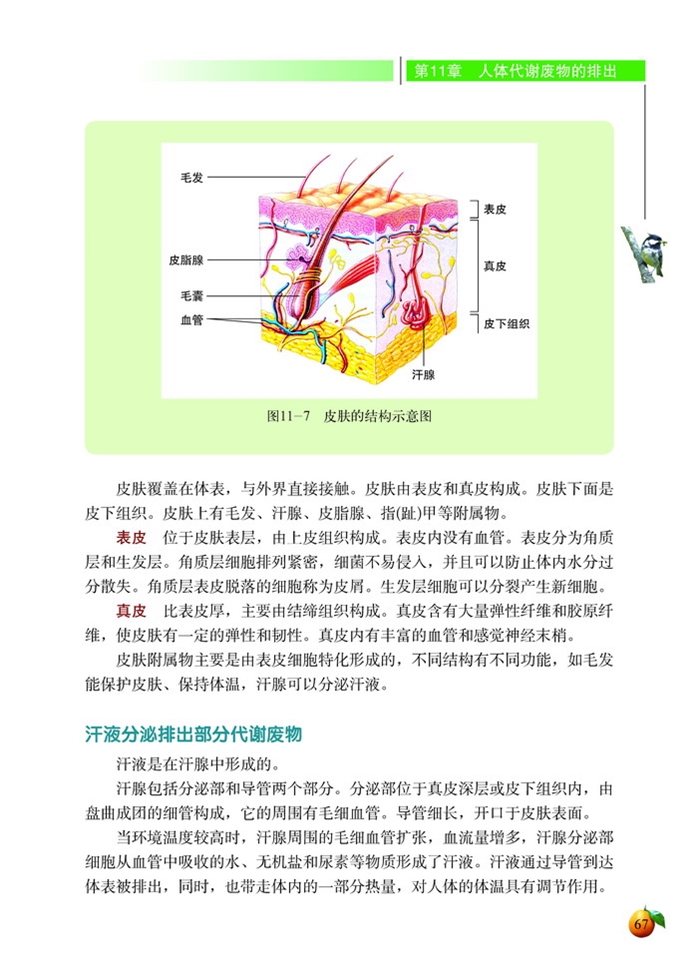 皮肤与汗液分泌(3)