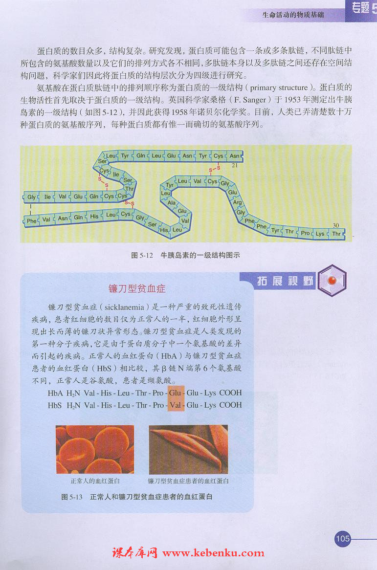 第二单元 氨基酸 蛋白(6)