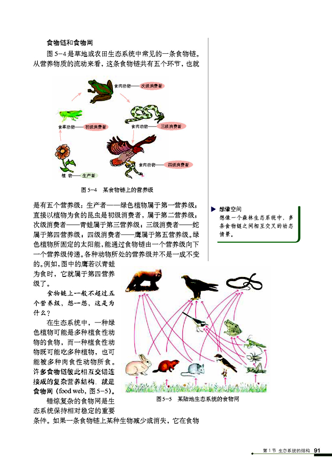 生態(tài)系統(tǒng)的結(jié)構(gòu)(4)