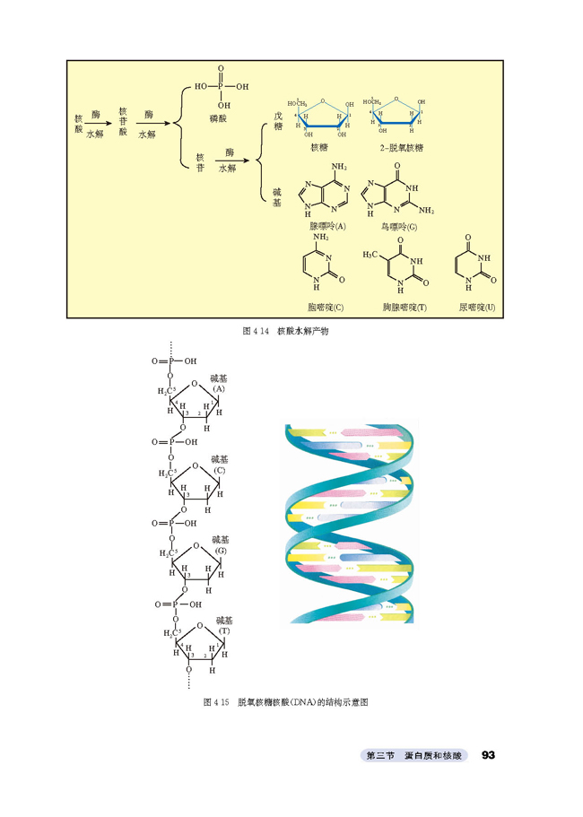 第三节 蛋白质和核酸(8)