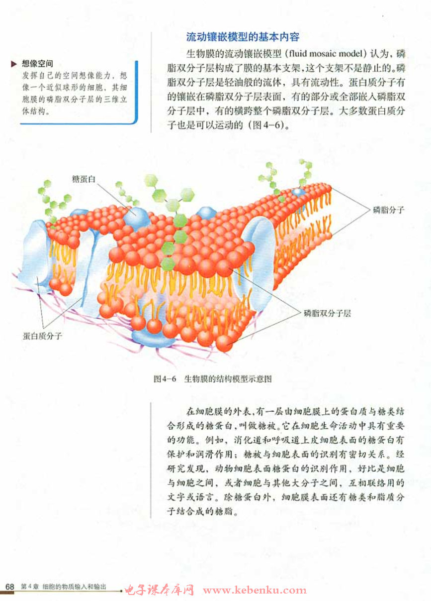 第2节 生物膜的流动镶嵌模型(4)
