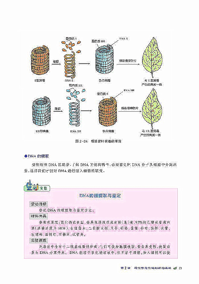 DNA贮存遗传信息(5)