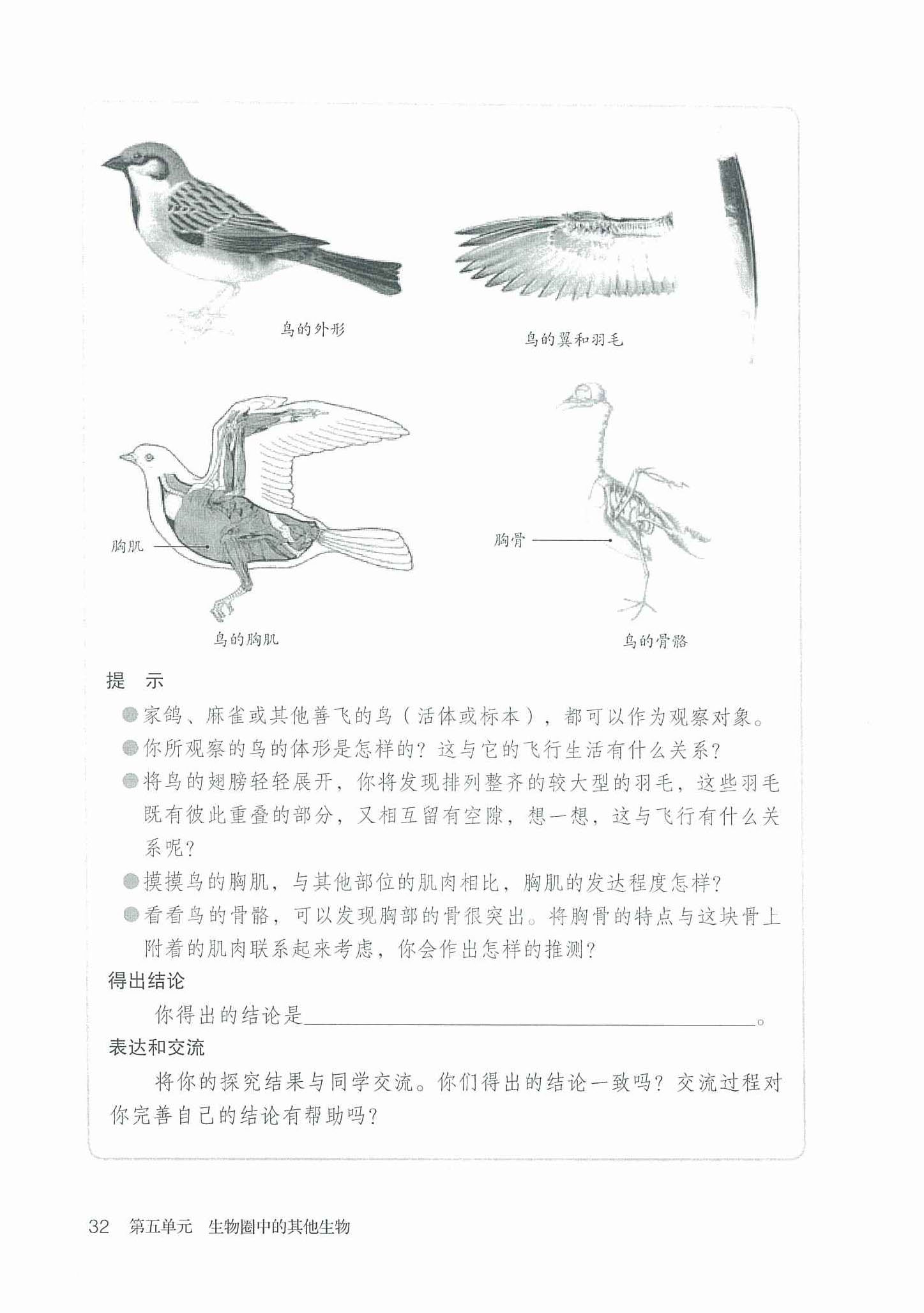 鸟适于飞行的形态结构特点