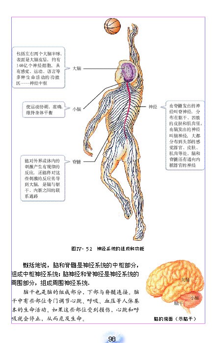 神经系统的组成(3)