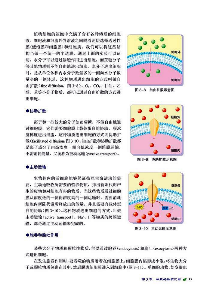 细胞内外的物质交换(8)