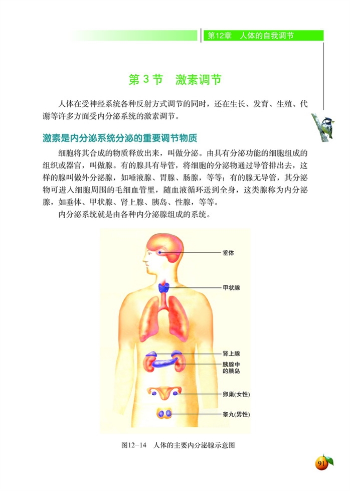 激素调节