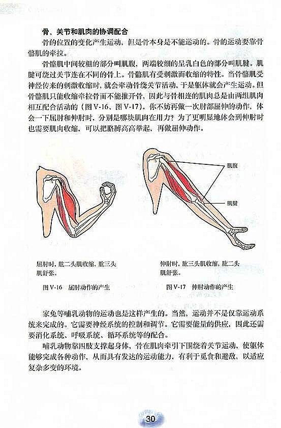 动物的运动和行为(4)