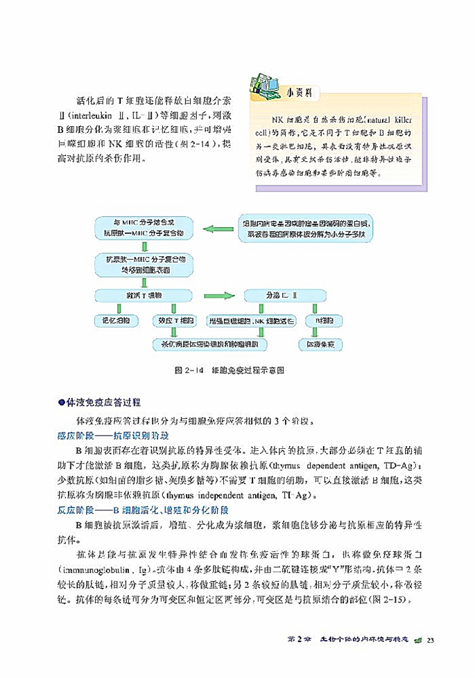 人体免疫与稳态(3)