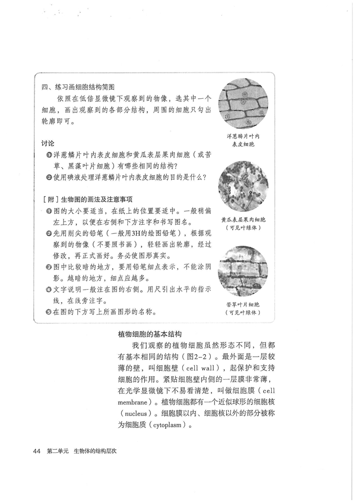 植物细胞(3)