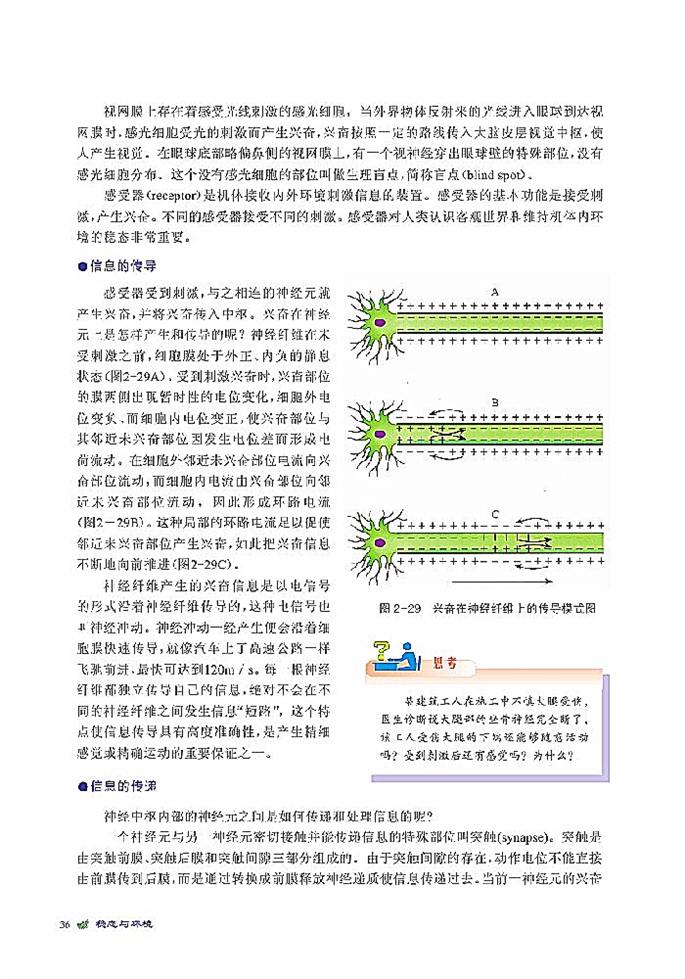 人体生命活动的神经调节(6)