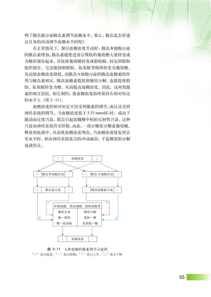 血糖的平衡及其调节(3)