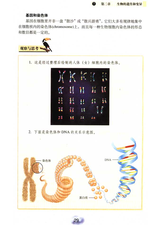 基因和染色体
