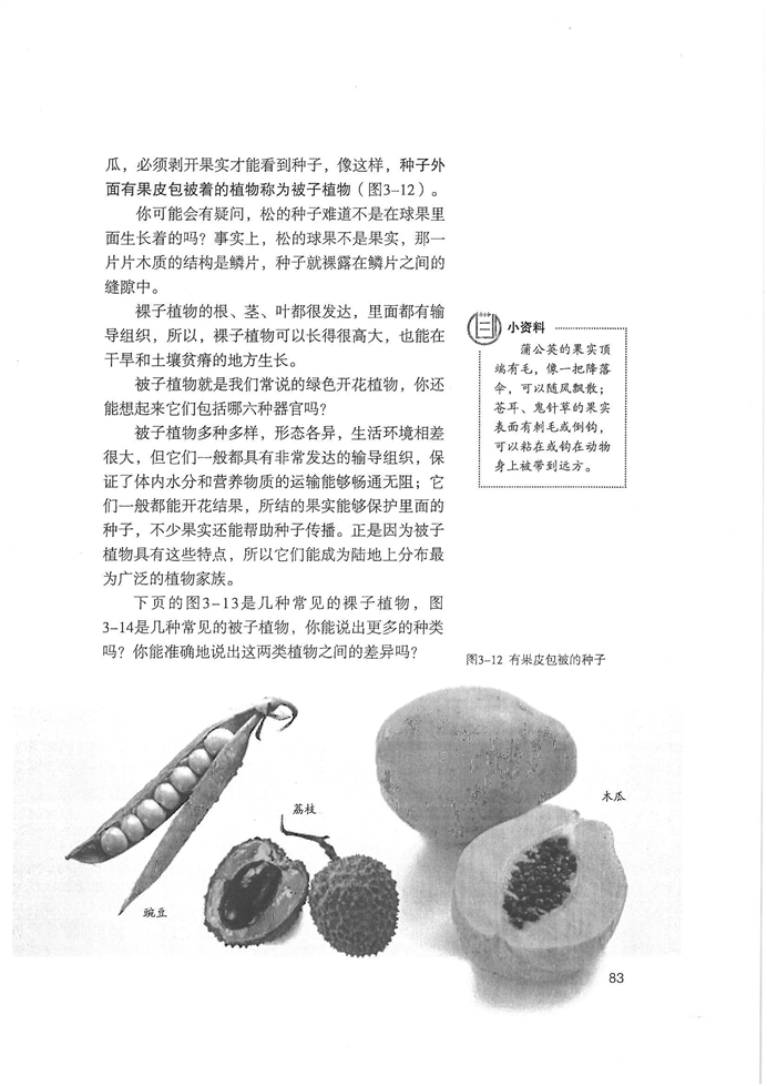 种子植物(5)