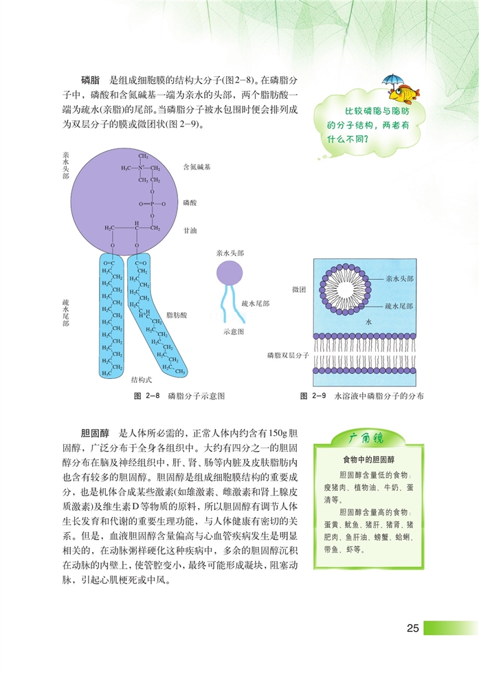 生物体中的有机化合物(6)