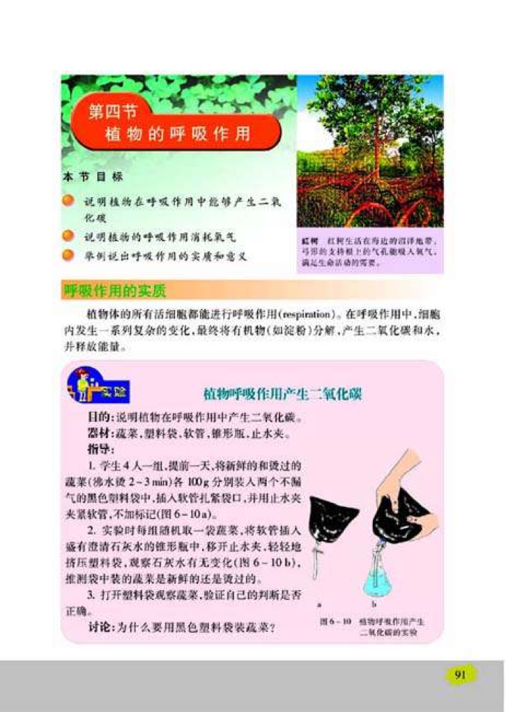 「4」、植物的呼吸作用