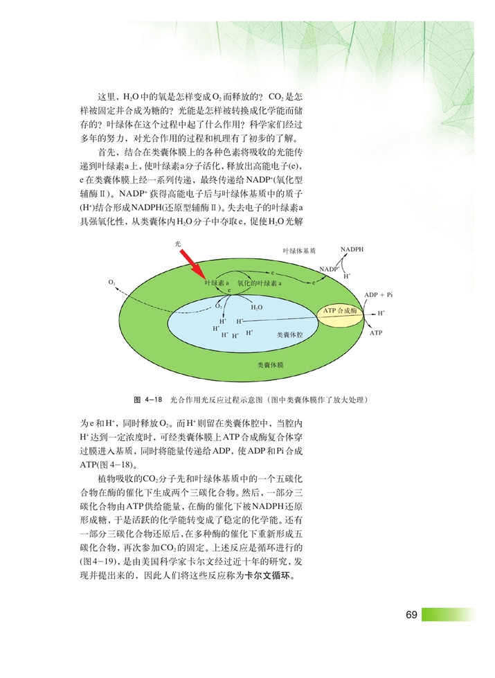 光合作用(7)