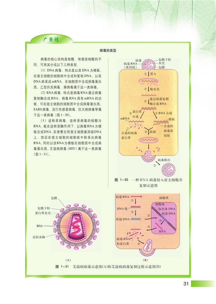 微生物传染病的传播和预防(6)