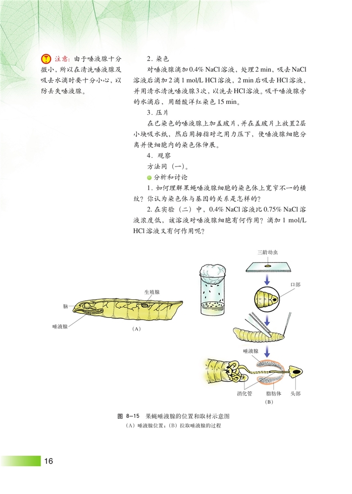 遗传规律(15)