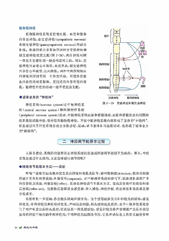 人体生命活动的神经调节(4)