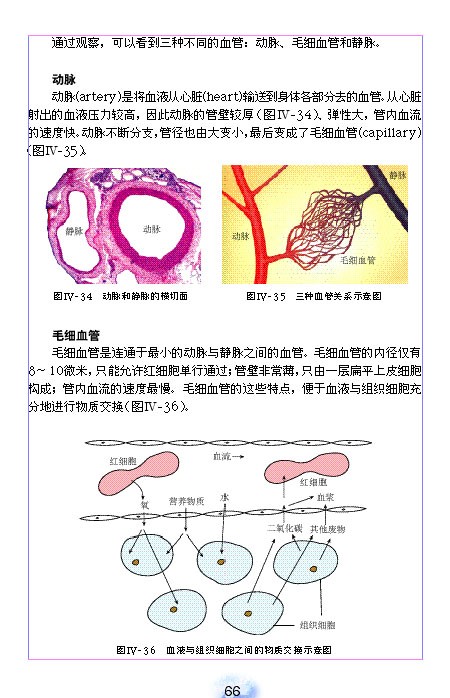 血流的管道-血管(3)