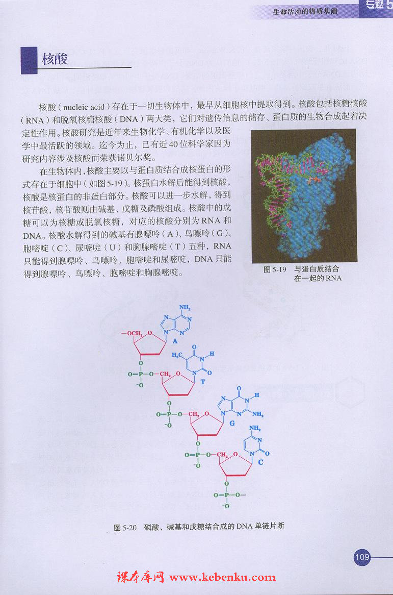 第二单元 氨基酸 蛋白(10)