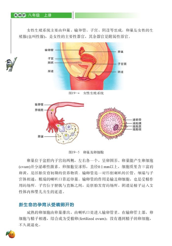 人的生殖和发育(3)