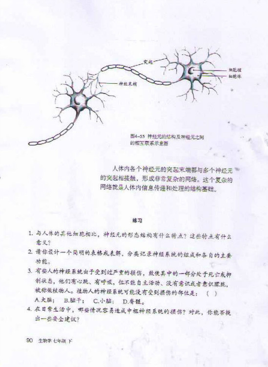 神经元(2)