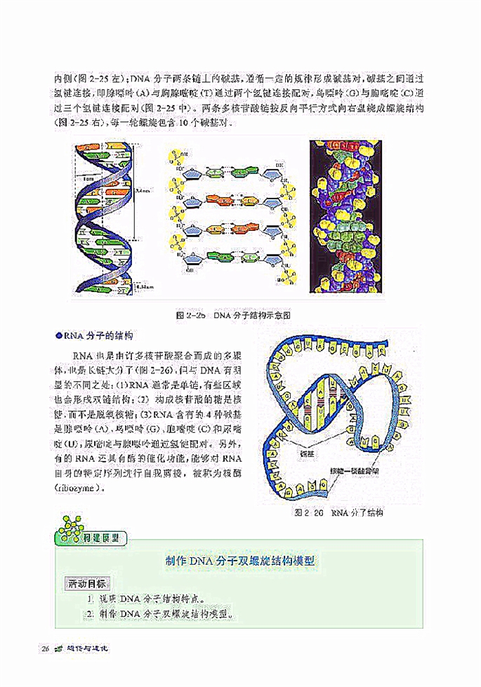 DNA贮存遗传信息(8)