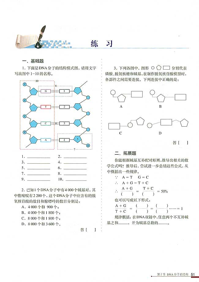 DNA分子的结构(5)