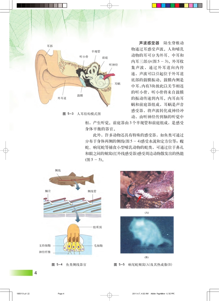 动物对外界信息的获取(3)