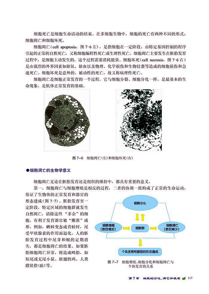 细胞的凋亡(2)