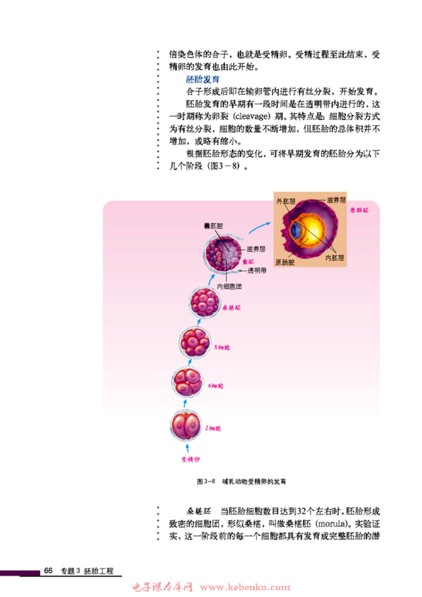 「3」.1 体内受精和早期胚胎发育(6)