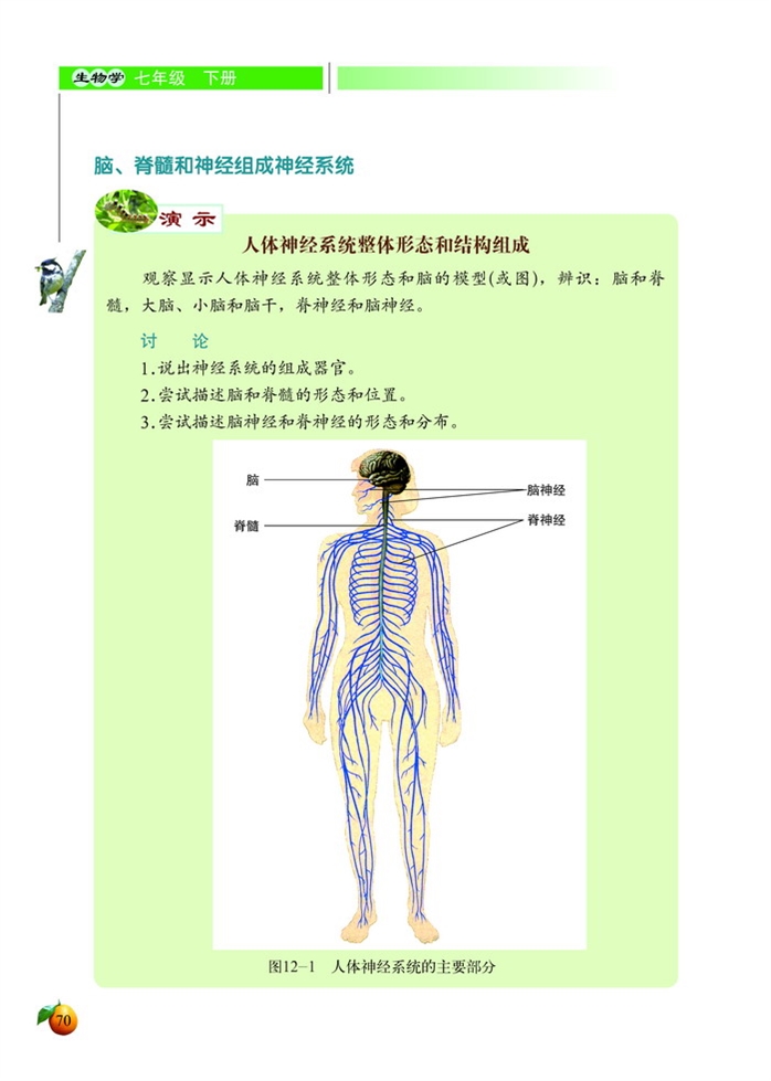 神经系统与神经调节(3)