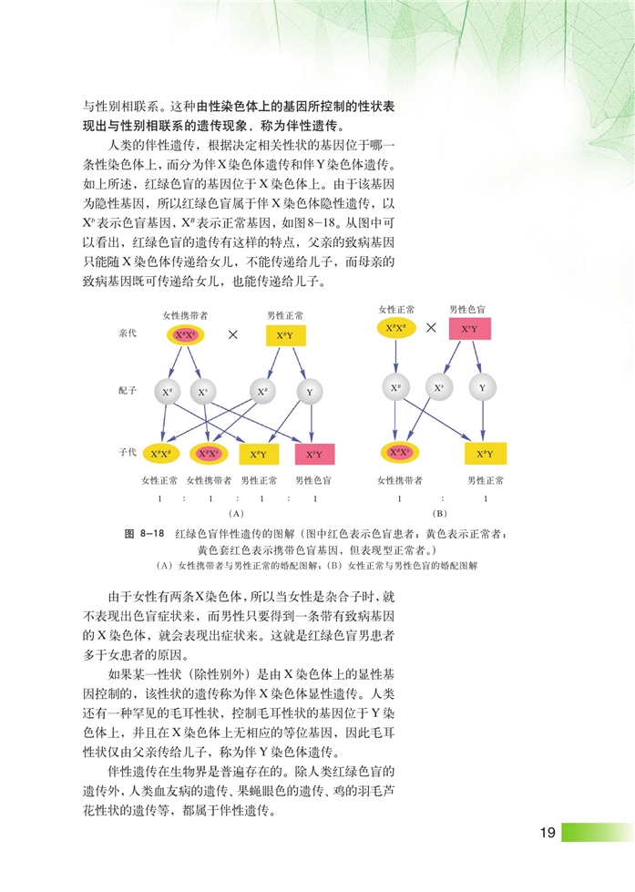 伴性遗传(3)