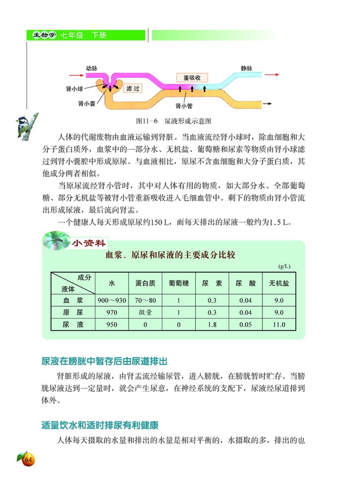 尿的形成与排出(6)