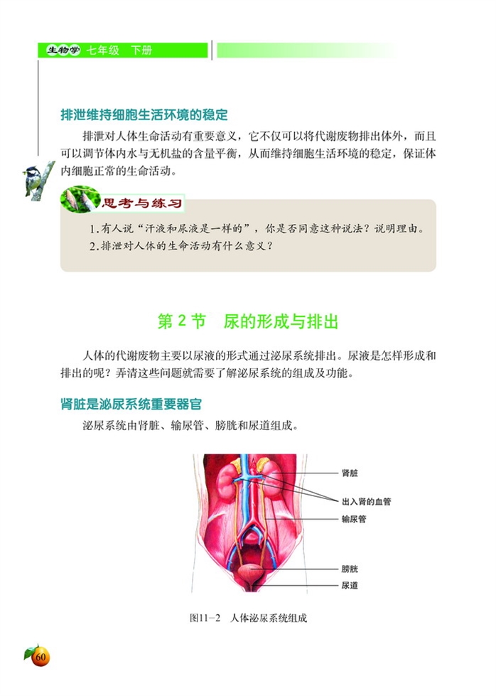 尿的形成与排出