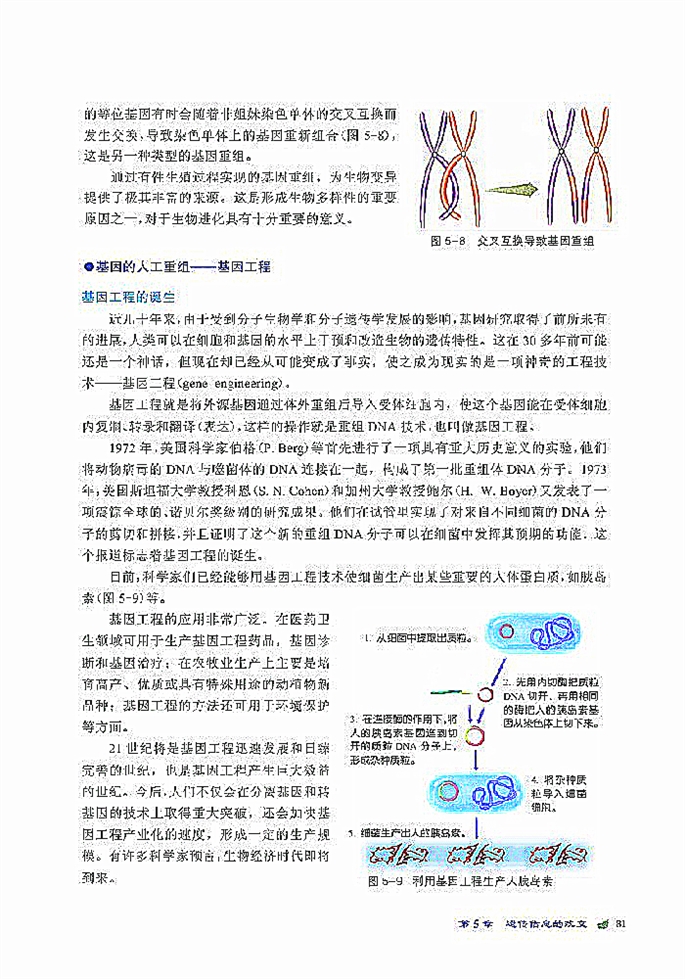 基因重组(3)