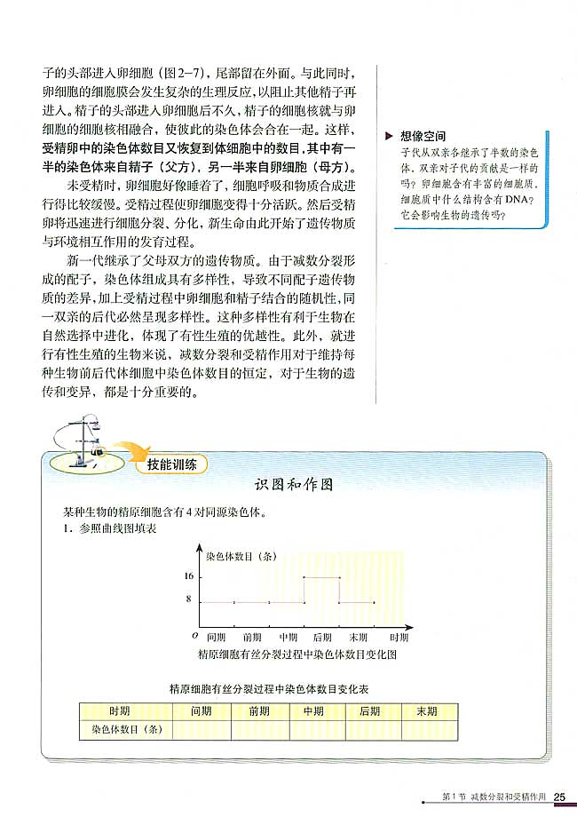 减数分裂和受精作用(10)