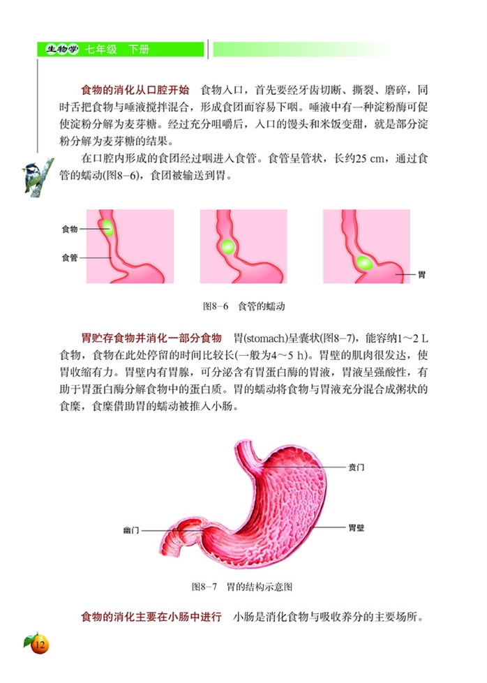 食物的消化和营养物质的吸收(5)