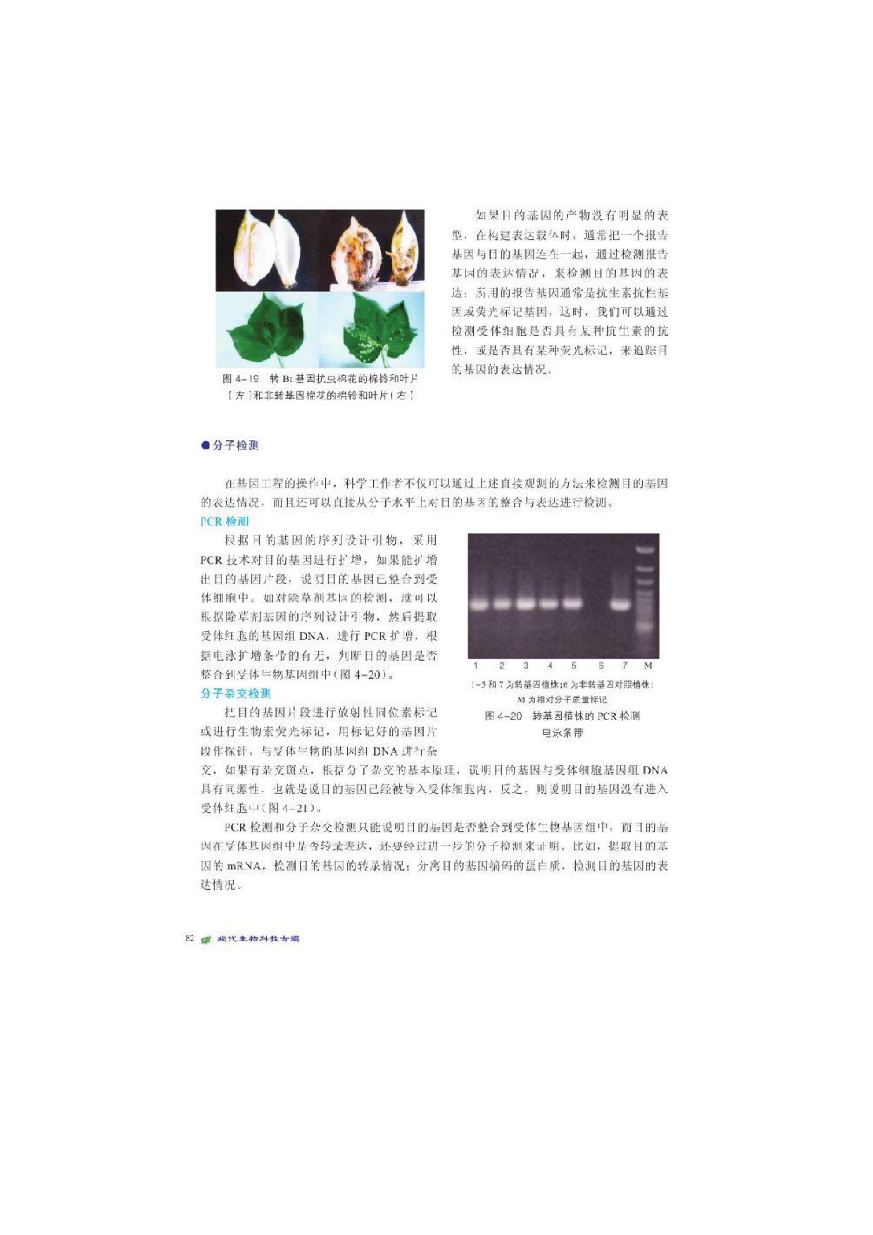 第二节基因工程的操作程序(11)