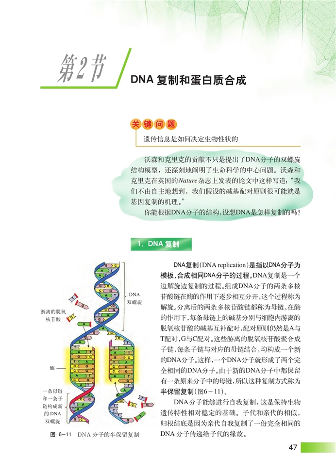 DNA复制和蛋白质合成
