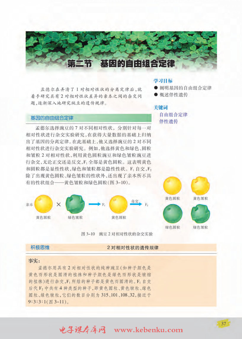 第二节 基因的自由组合定律