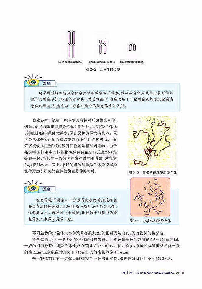 染色体是遗传信息的载体(3)