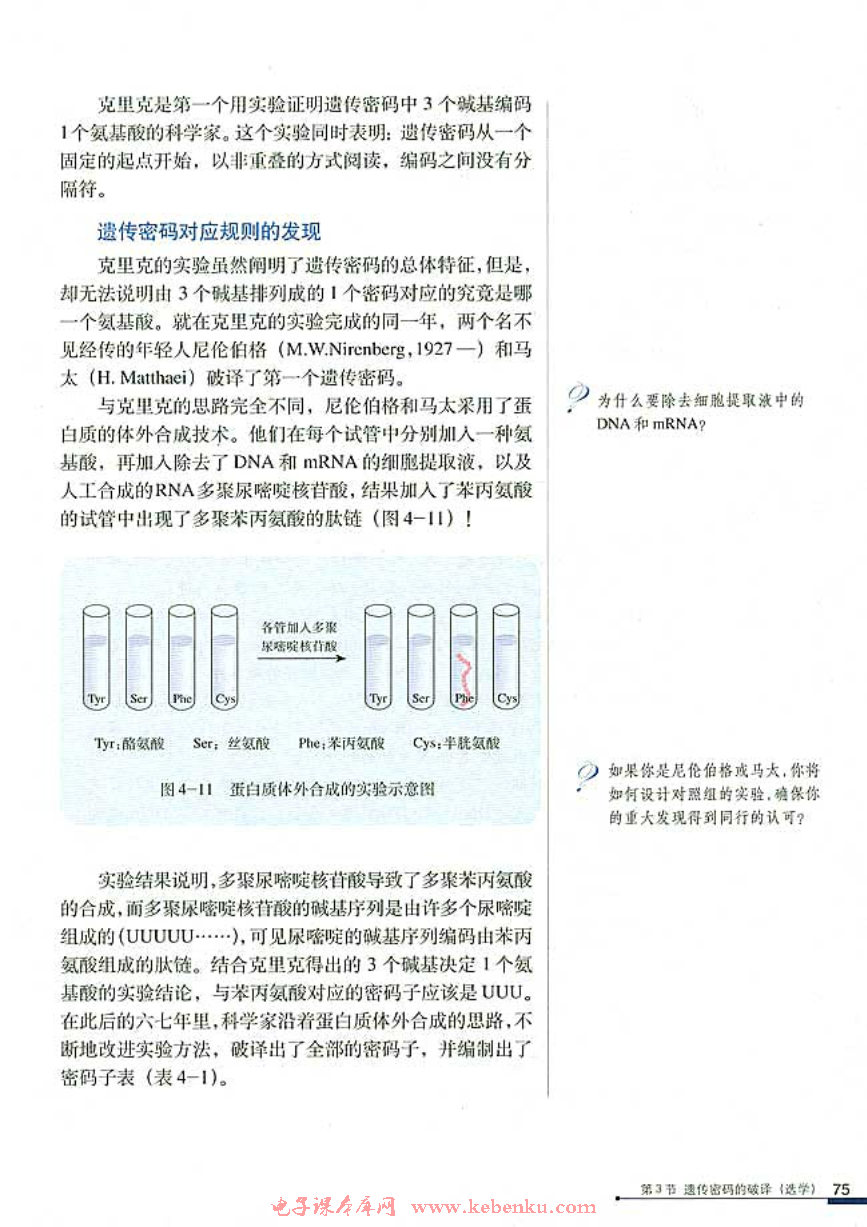 第3节 遗传密码的破译（选学）(3)