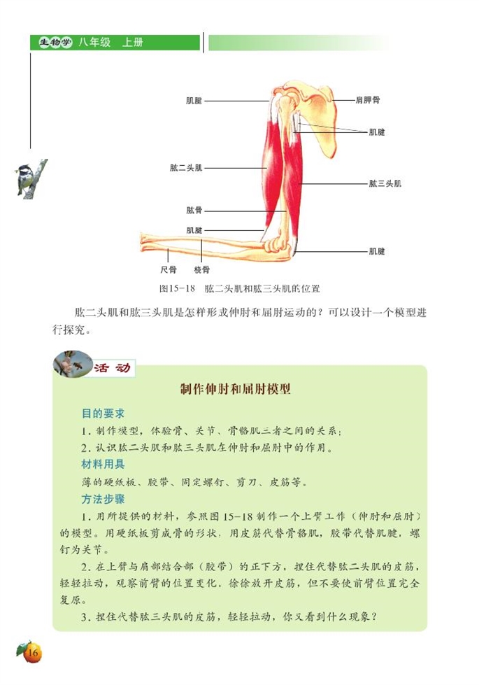 动物运动的形成(9)