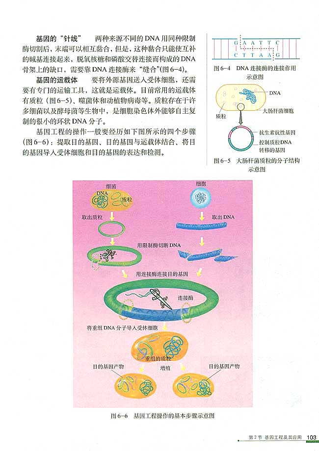 基因工程及其应用(2)