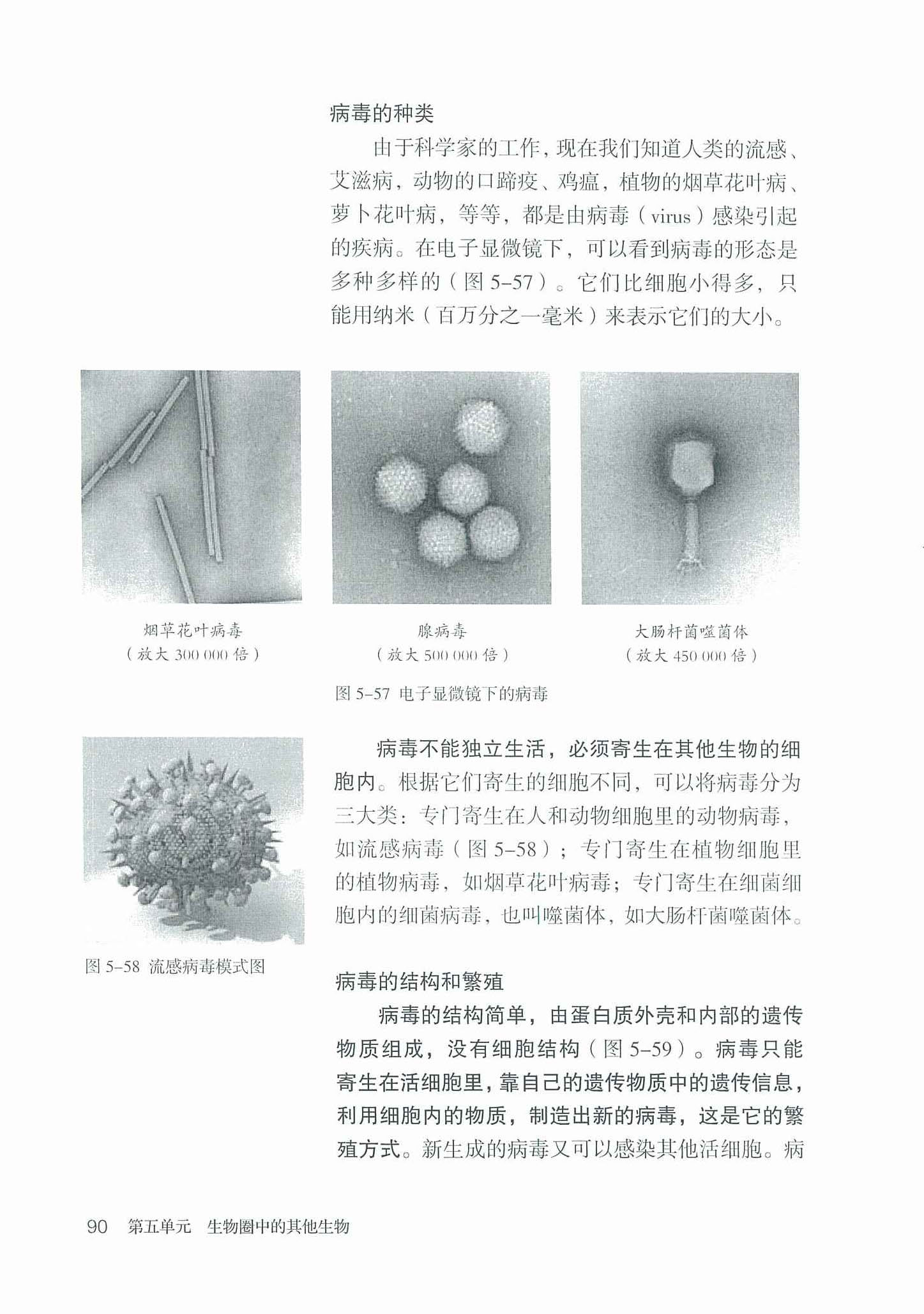 病毒的种类