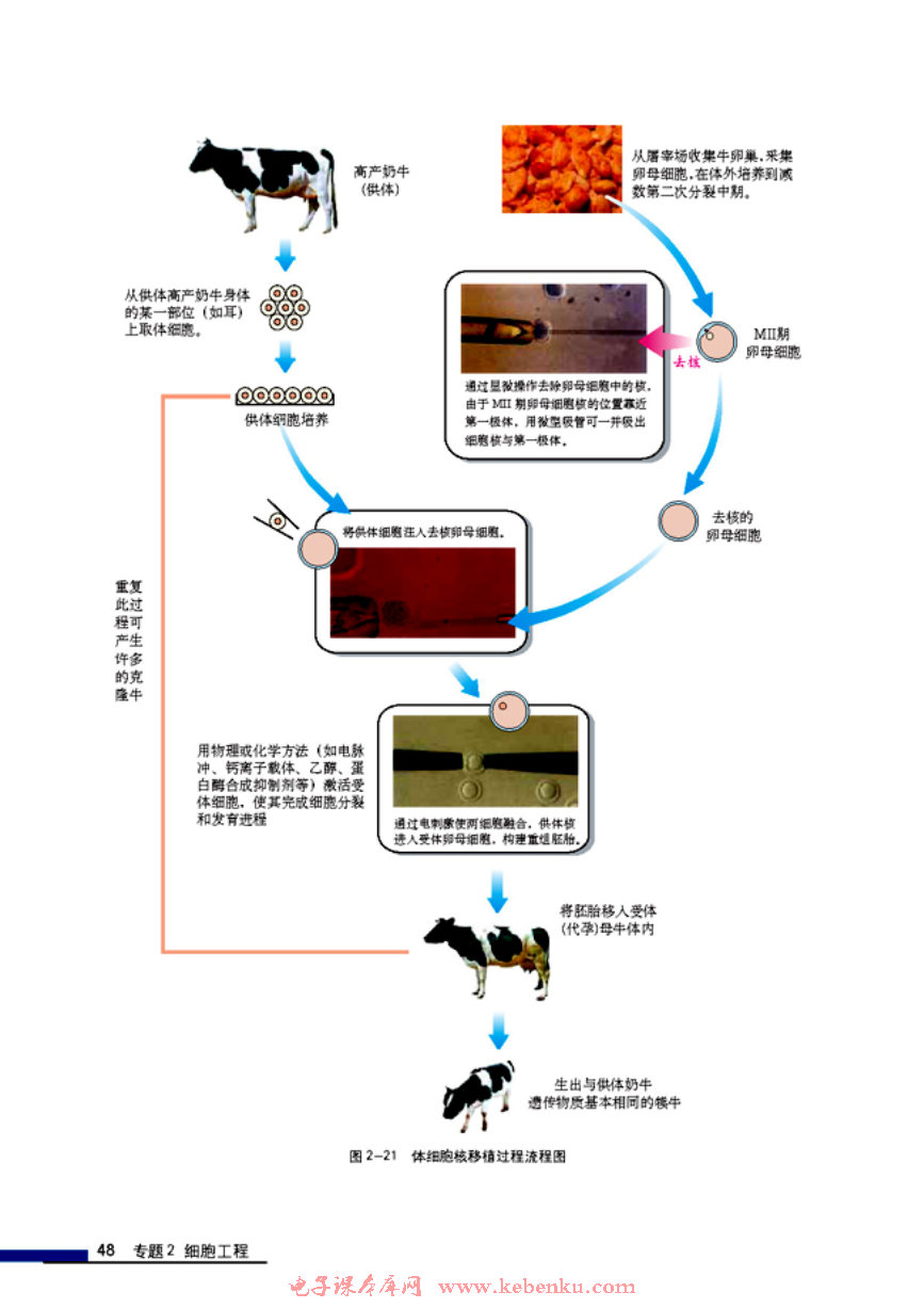 「2」.2 动物细胞工程(5)