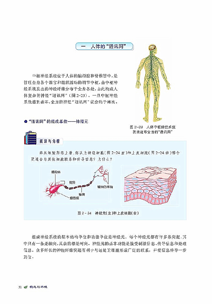 人体生命活动的神经调节(2)